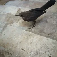 جوجه سار دستی