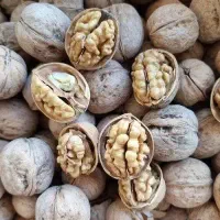 پخش گردو پوست کاغذی به قیمت مصلی