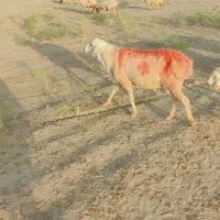 شیشک ۴دندون درجه یک عربی بضامت گله روندن