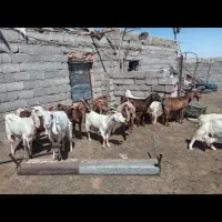 بز پاکستانی دورگ و سانن  با بزغاله واقعا  شیروار