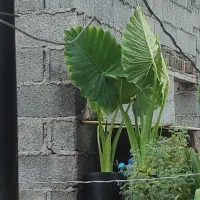 گل بابا آدم و گل سی آب