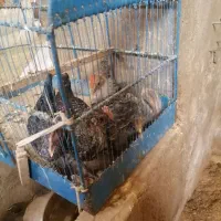 جوجه براکل