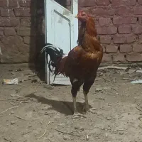 خروس لاری