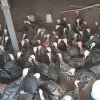 بوقلمون‌برنز‌ سینه پهن اینگلیس‌