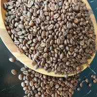 پخش عمده و جزئی دان قهوه دانته