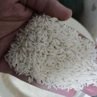 برنج صدری دم سیاه