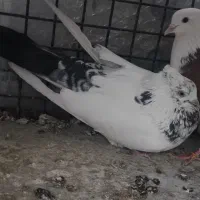 کفتر کله دم سبز