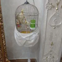 عروس هلندی