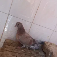 سرور