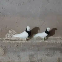 طوقی|پرنده|تاکستان, |دیوار