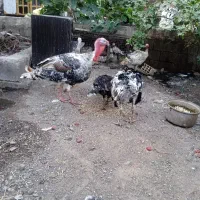 ۵ عدد بوقلمون