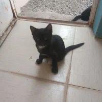 فروش بچه گربه