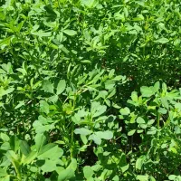 یونجه درجه ۱