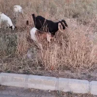 بز جوان هیکل درشت بزغاله ماده قیمت ۲۴میلیون