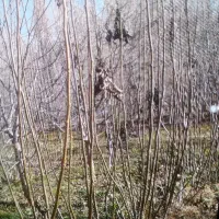 فروش نهال گردوی محلی و پیوندیدانه ۳۵