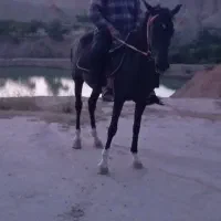 اسب