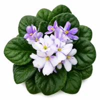 بنفشه آفریقایی گل درشت درجه یک