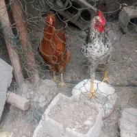 مرغ و خروس فروشی