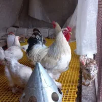 مرغ وخروس برهما اصل