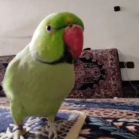 طوطی ملنگو نر