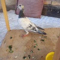 کفتر