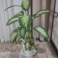 فروش گل  دیفن