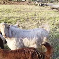 چپش دُبر و شیشک قوچ ترکی بذری