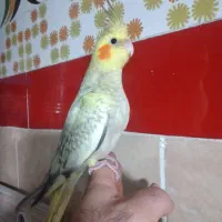 جوجه گرینچینگ ..جوجه عروس .‌لانه .‌پرنده