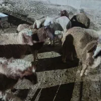 بره نر تا۳۵کیلو