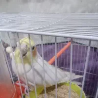 باسلام عروس هلندی سخنگو