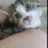 گربه دی اس اچ ماده