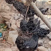 جوجه|حیوانات مزرعه|بجنورد, |دیوار