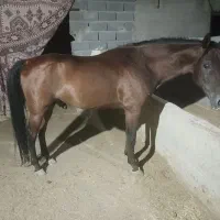نریون عرب کورسی