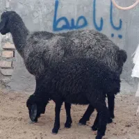 میش و بره جوان