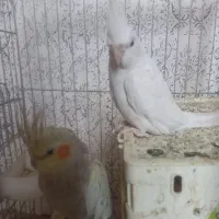 عروس هلندی البینیو