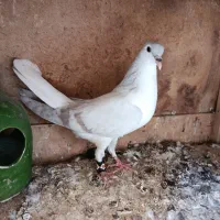 کبوتر کفترپلاس