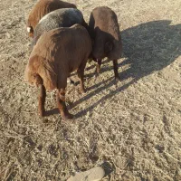 بره نر هترو