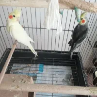 فروش طوطی عروس