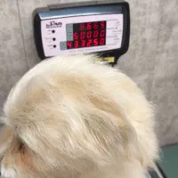 شیتزو تریر واگذاری غیر رایگان