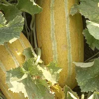 فروش خربزه مشهدی مستقیم از سر زمین خان‌ببین
