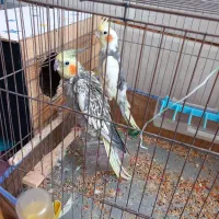 عروس هلندی جفت
