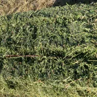 یونجه خشک خالص
