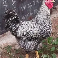 خروس امرک
