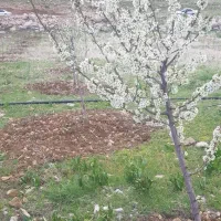 باغ فروشی