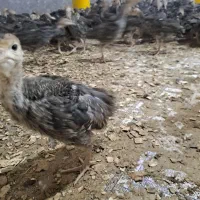 جوجه بوقلمون.اردک.گلپایگانی.غاز