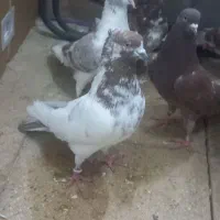 نر کلدار مست مست