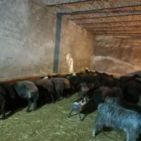 خرید فروش گوساله گوسفند قربانی در همه ساعات کاری