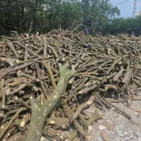 فروش چوب مرکبات شمال
