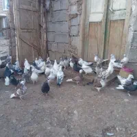 ۵۰۰۰۰۰۰|پرنده|مشگین شهر, |دیوار