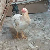 خروس